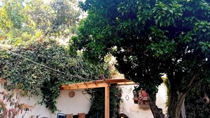 Un espacio de estar al aire libre techado, con un banco de madera y cojines, rodeado de abundante follaje y un árbol.