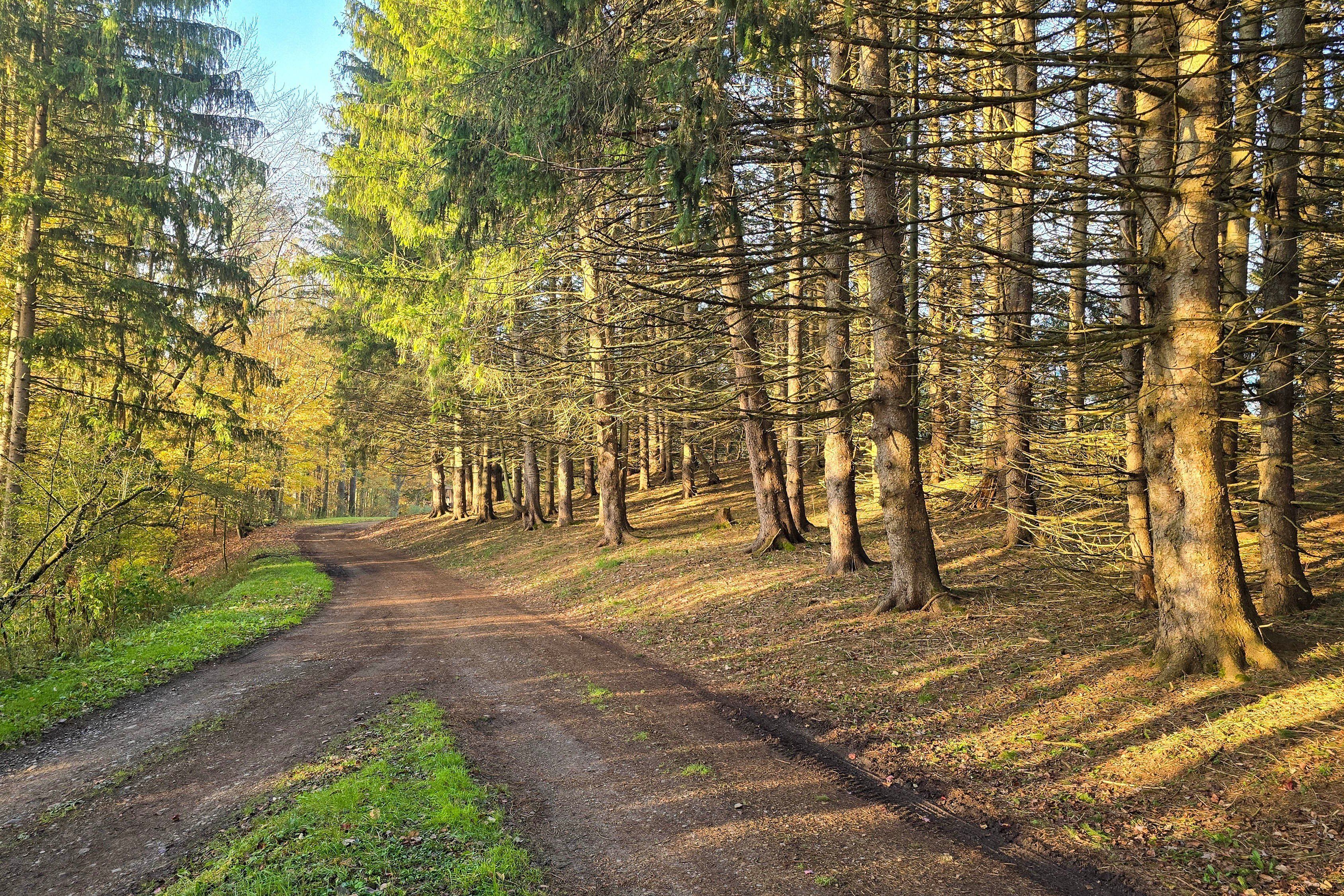 Un sentier forestier bordé d’arbres des deux côtés.