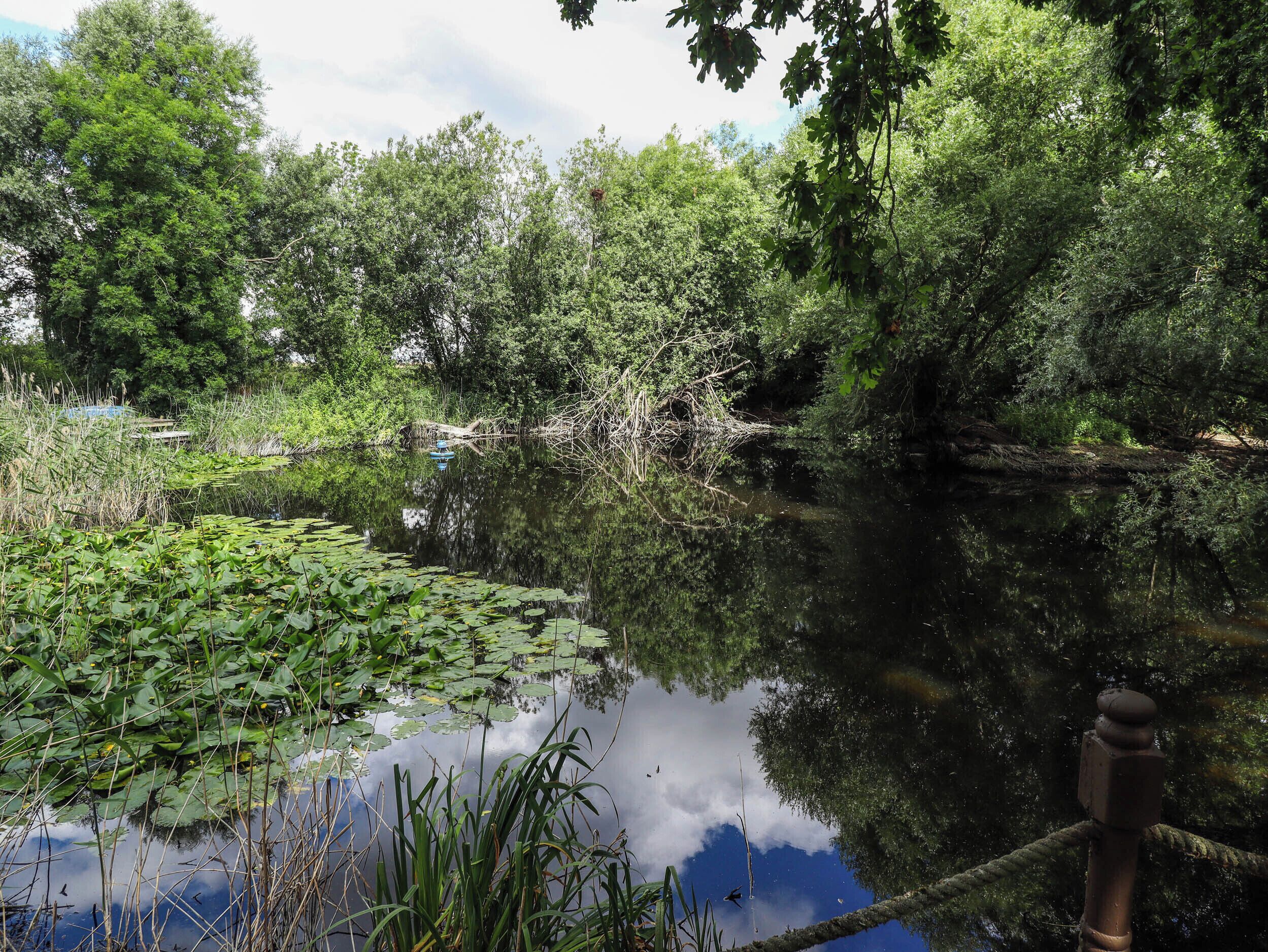 A calm river with dense foliage and lily pads.