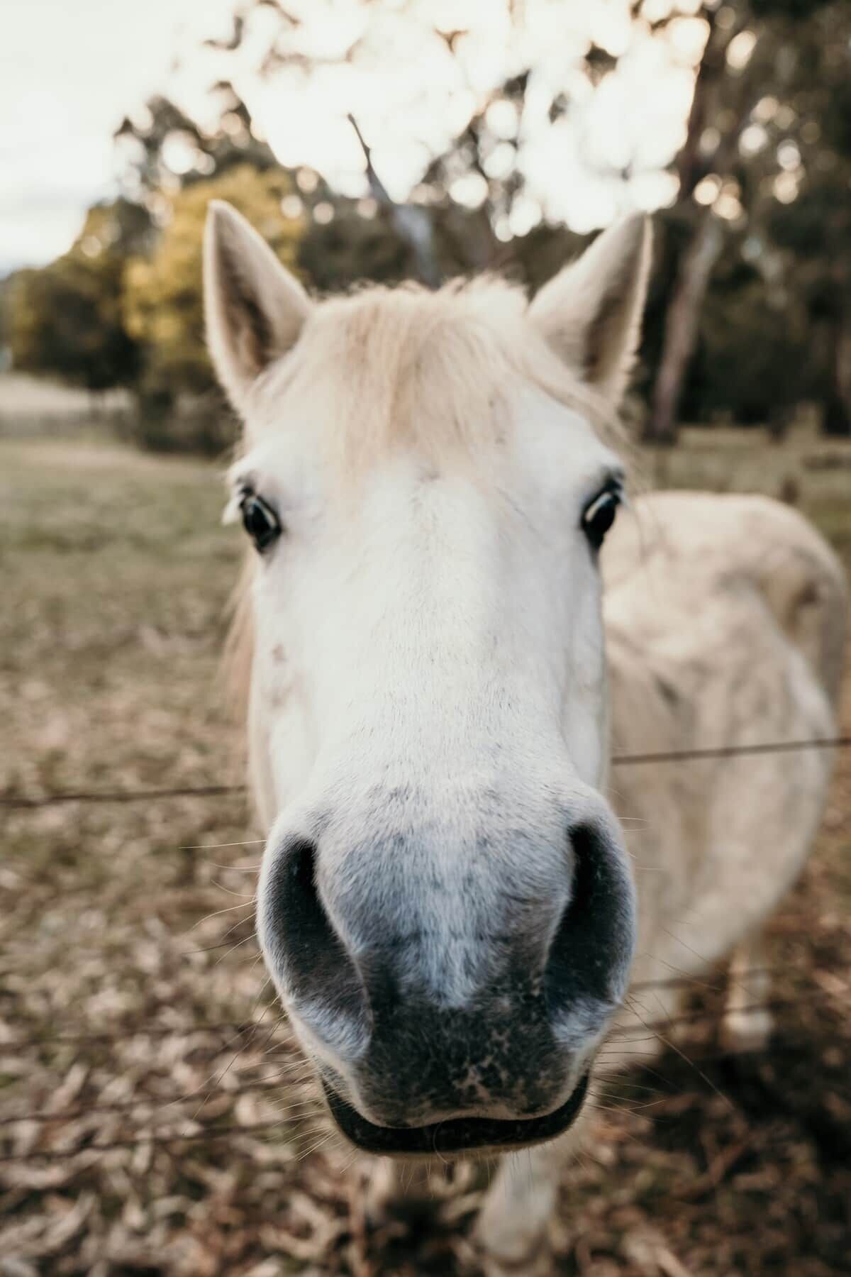 A close-up of a horse's face.
