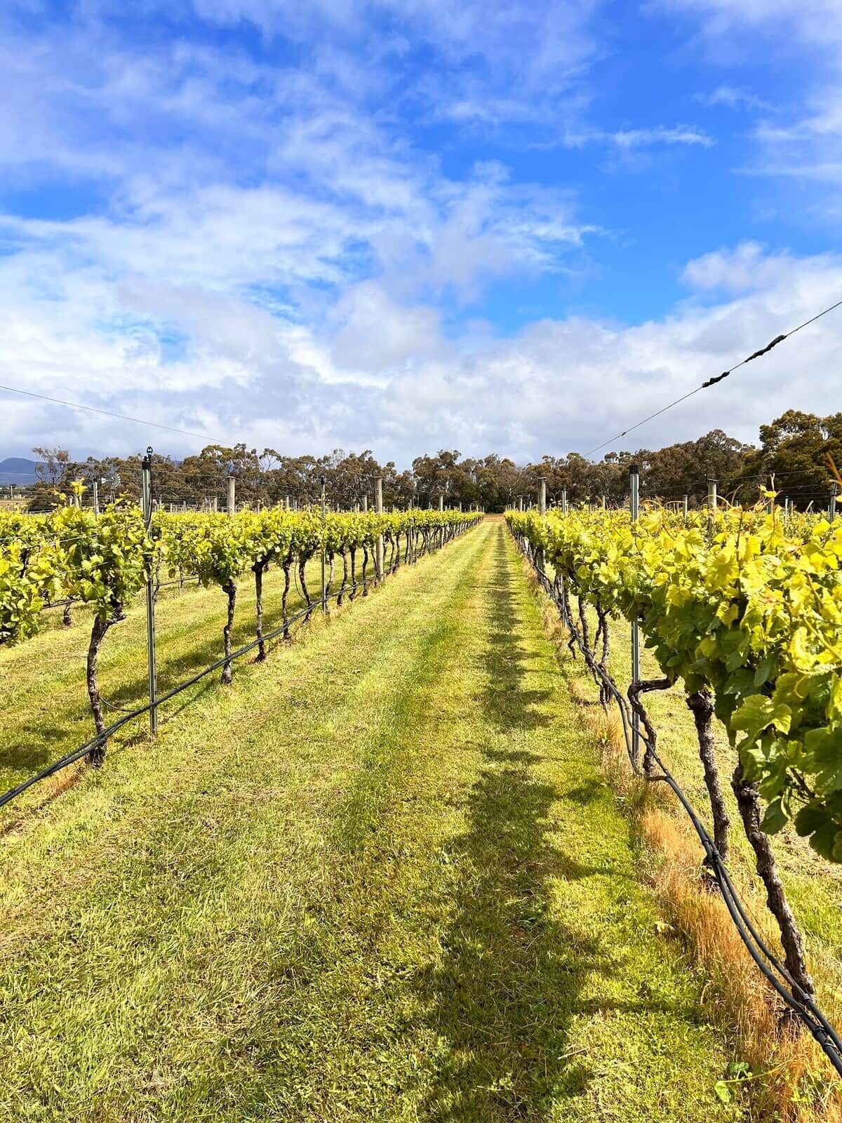 Viñedo con hileras de vides bajo un cielo despejado.