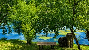 Eine Holzbank unter einem Baum am See.