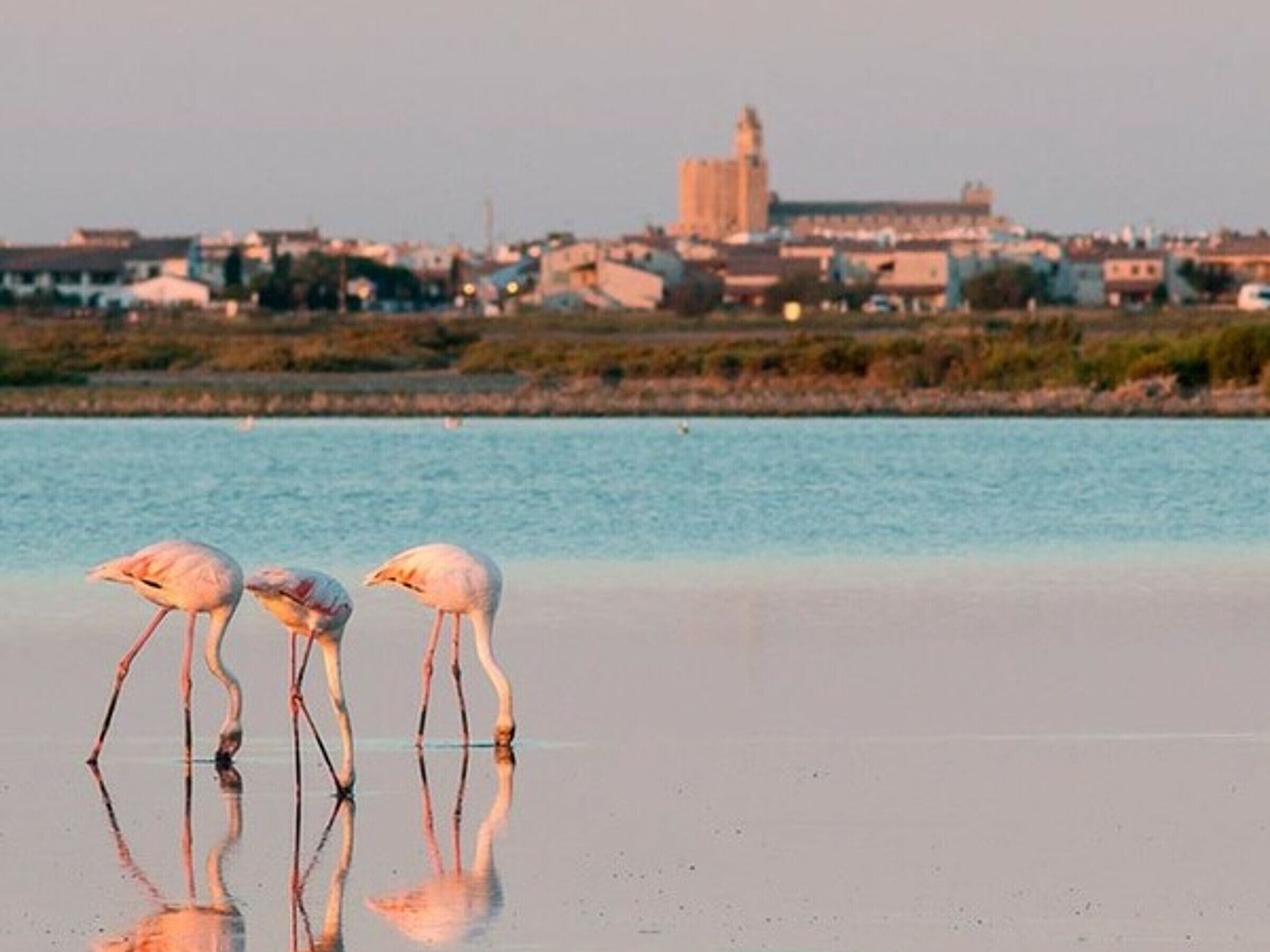 Kustlandschap met flamingo’s aan het water, een gebouw in de verte en een heldere lucht.