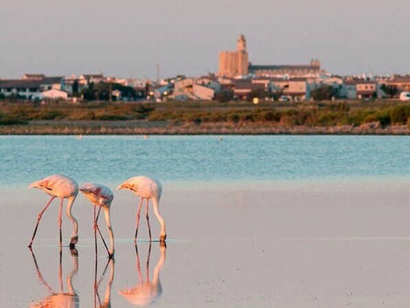 A coastal scene with flamingos by the water, a distant building, and a clear sky.
