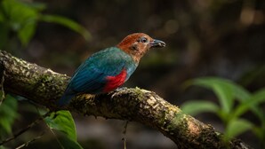 A bird perched on a moss-covered branch in a natural setting. - ECO VILLAGE MALAGUFUK (Sorong Regency)