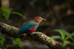 A bird perched on a moss-covered branch in a natural setting. - ECO VILLAGE MALAGUFUK (Sorong Regency)