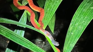 A snake on a plant. - ECO VILLAGE MALAGUFUK (Sorong Regency)