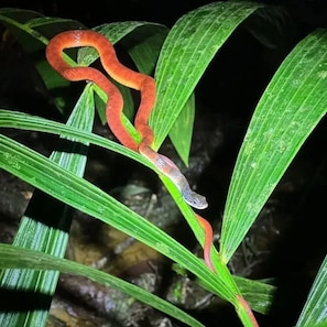 A snake on a plant. - ECO VILLAGE MALAGUFUK (Sorong Regency)