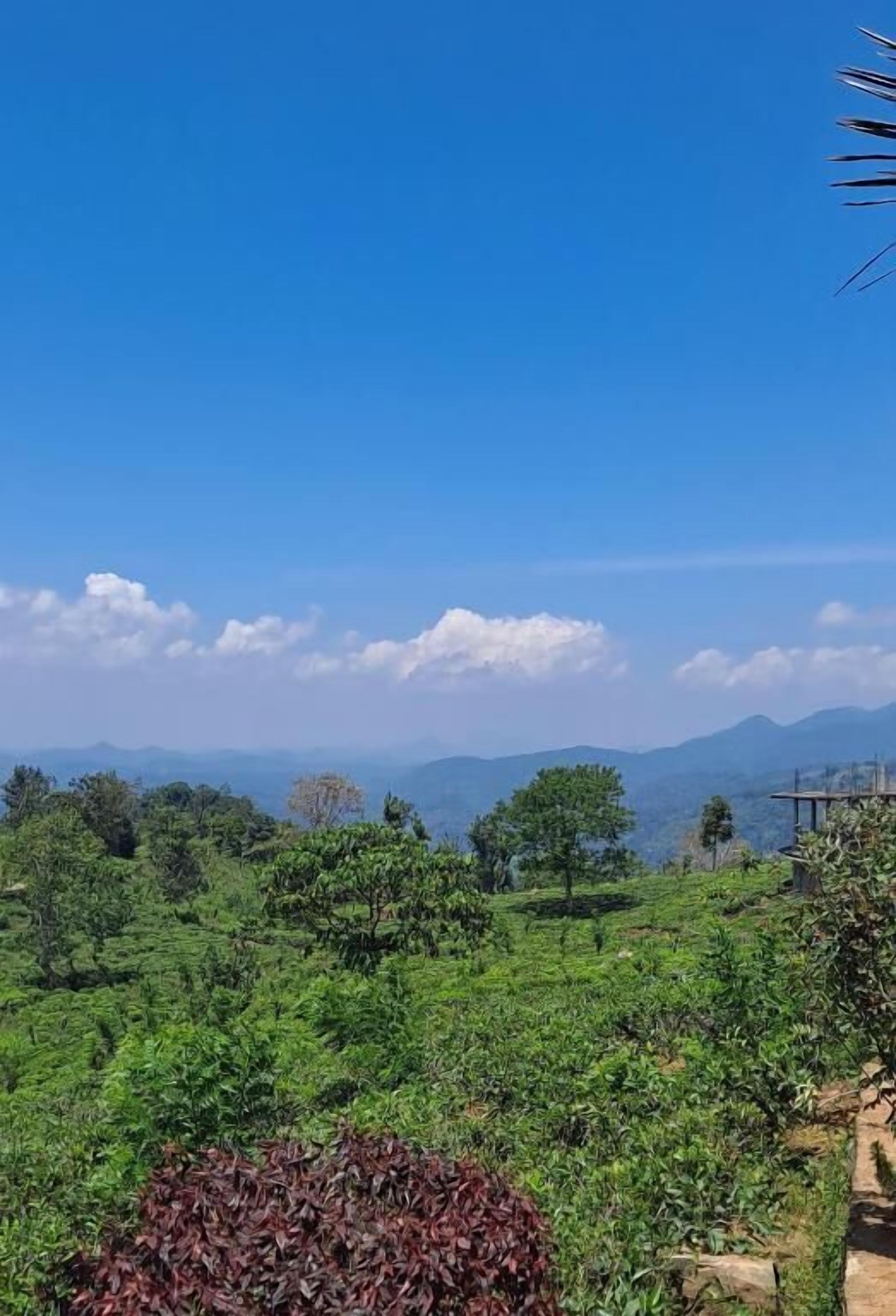 A lush green landscape with a clear blue sky and distant mountains.