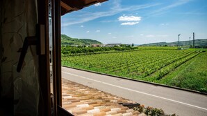 A view from inside a building looking out onto a vineyard with a road in the foreground.