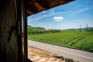 A view from inside a building looking out onto a vineyard with a road in the foreground.