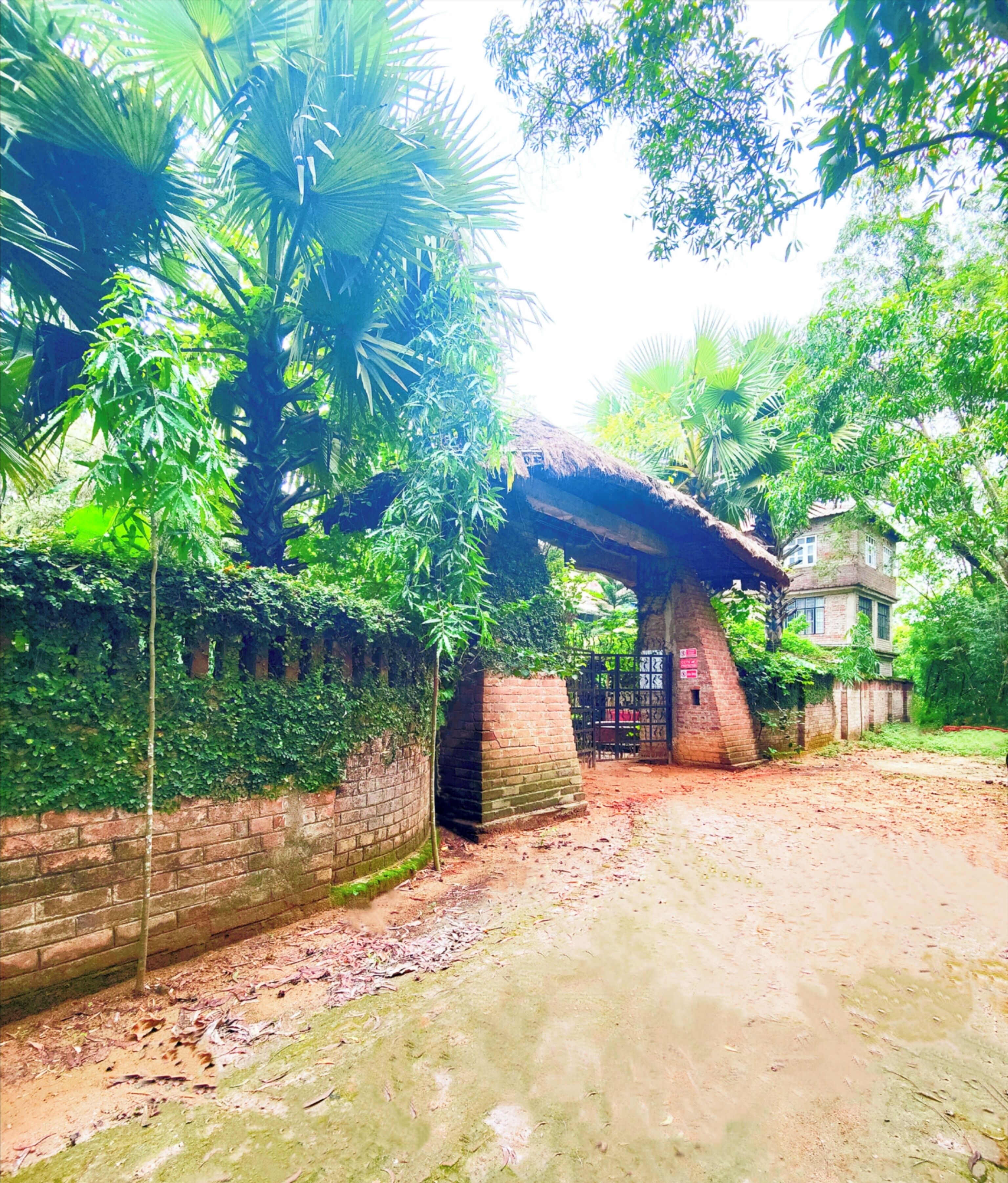 A rustic building with a thatched roof, surrounded by dense greenery and a brick wall.