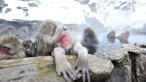 A group of monkeys in a natural setting with rocky terrain and water. - Shibuonsen YAMAICHIYA (Yamanouchi)