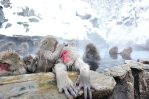 En grupp apor i en naturlig miljö med ett bergigt landskap och vatten.
