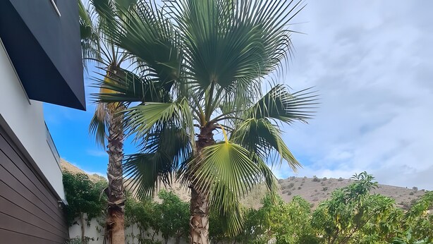 Een aangelegde tuin met een palmboom, een pad van stenen en verschillende struiken.
