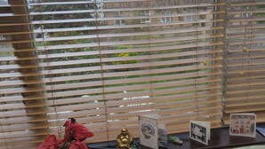 Interior - Rashas flat (London)