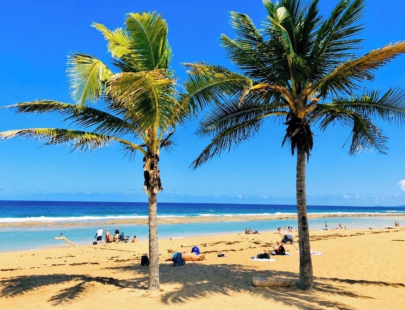 Uma praia com palmeiras, céu azul límpido e oceano.