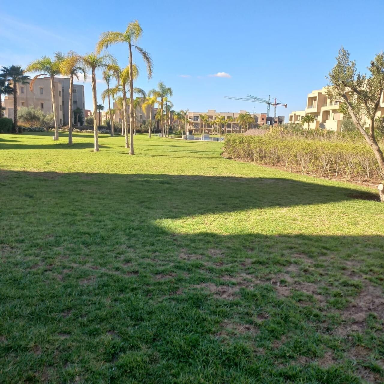 A grassy area with palm trees and buildings in the background.