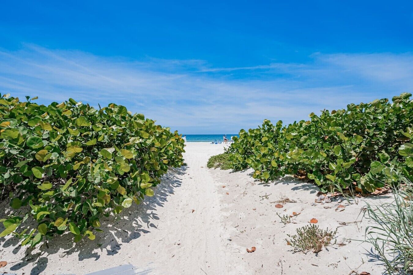 Un sentiero costeggiato da fitta vegetazione verde che conduce a una spiaggia.