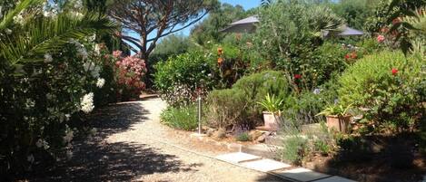 A garden pathway with various plants and trees, leading to a house.