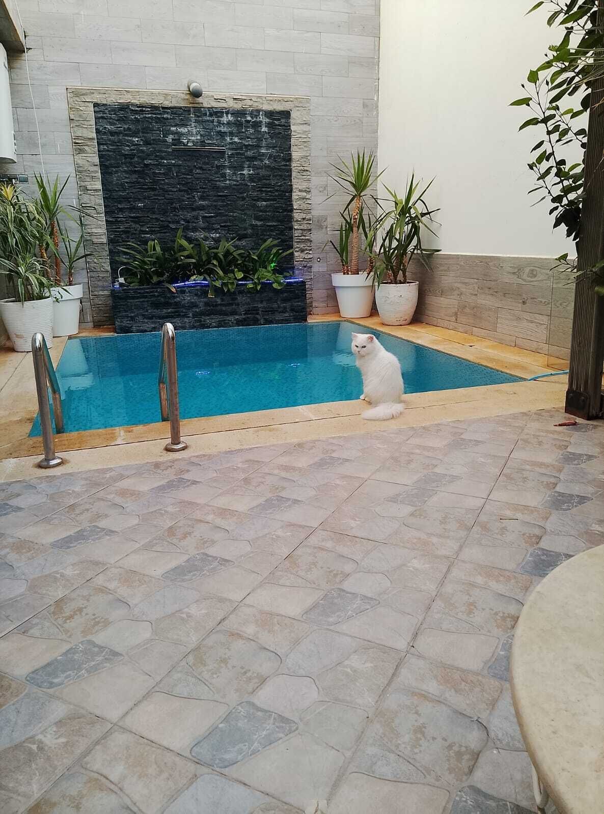 A swimming pool with a stone wall and potted plants.