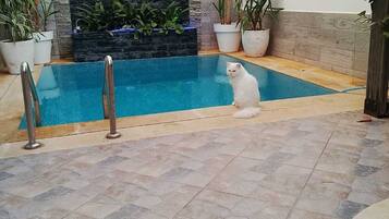 A swimming pool with a stone wall and potted plants.