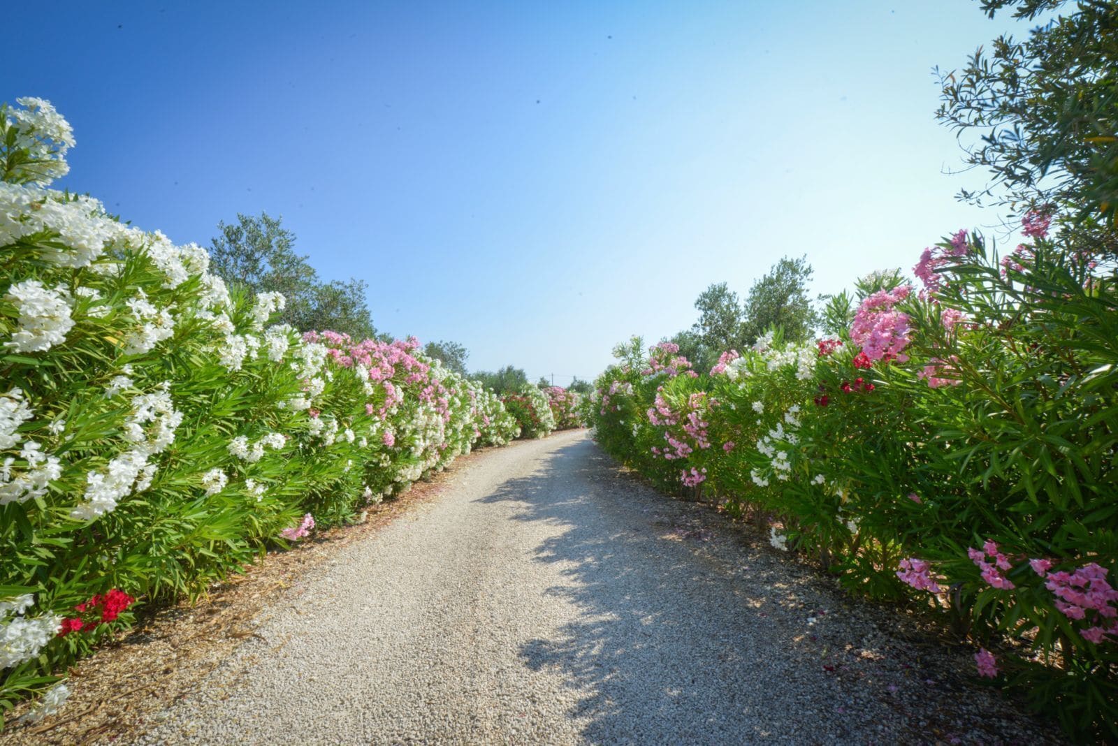 A gravel path flanked by rows of flowering shrubs.