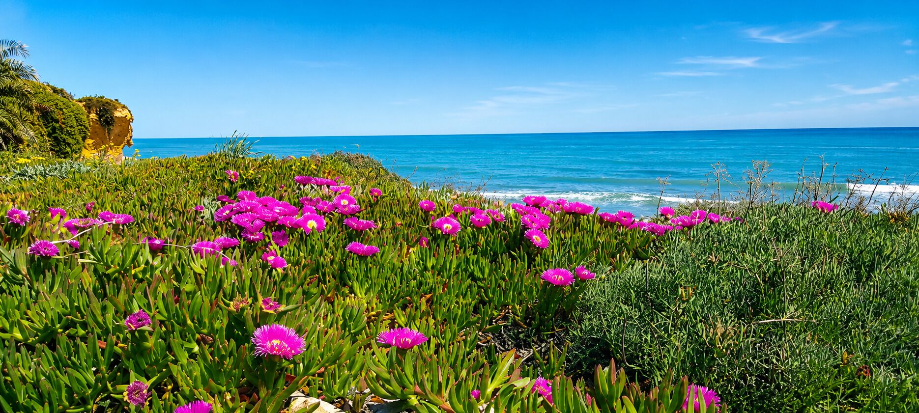 Un paysage côtier avec des fleurs d’un rose éclatant et un ciel bleu limpide.