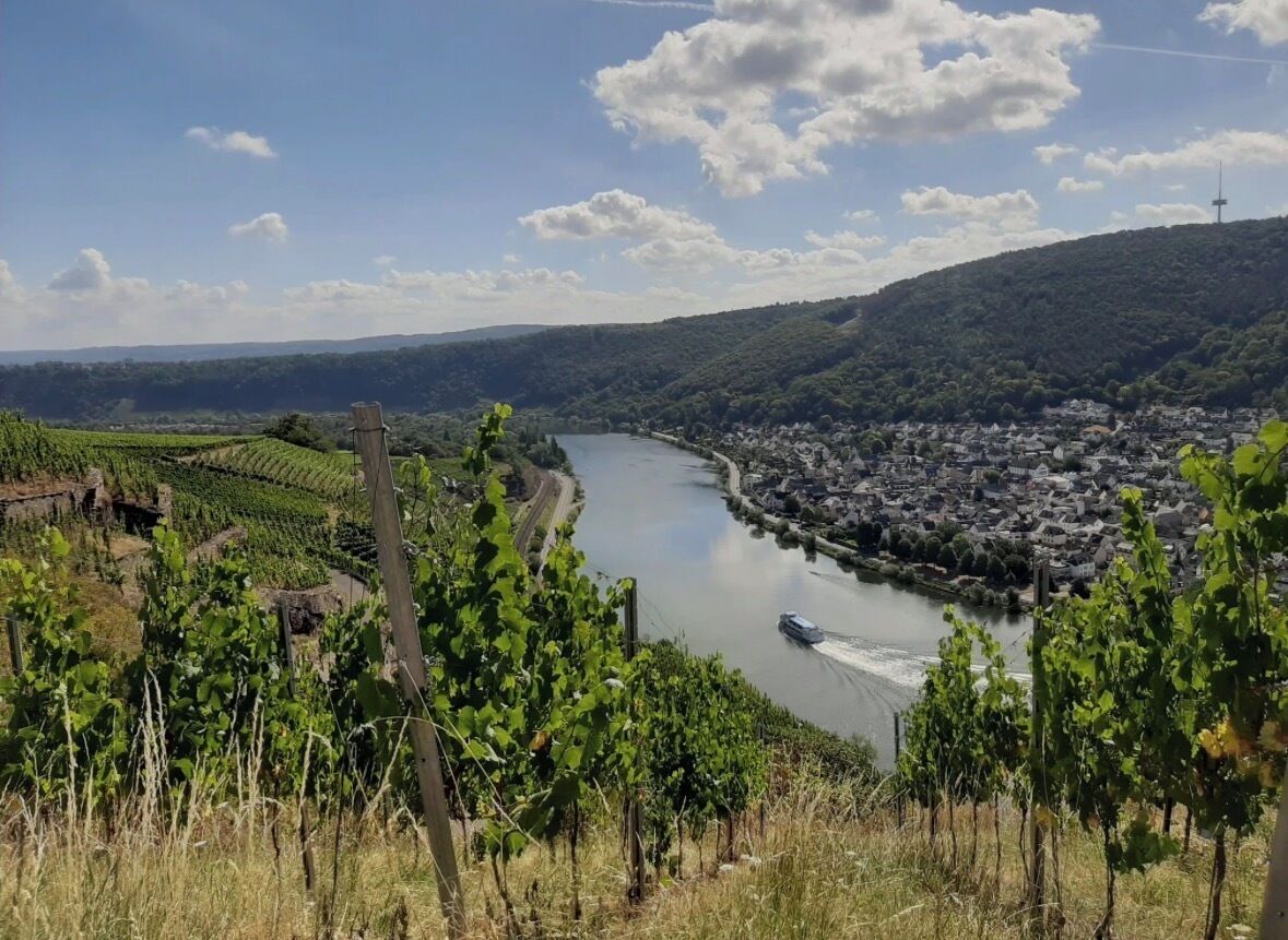 Ein Weinberg mit einem Fluss und einer Stadt im Hintergrund.