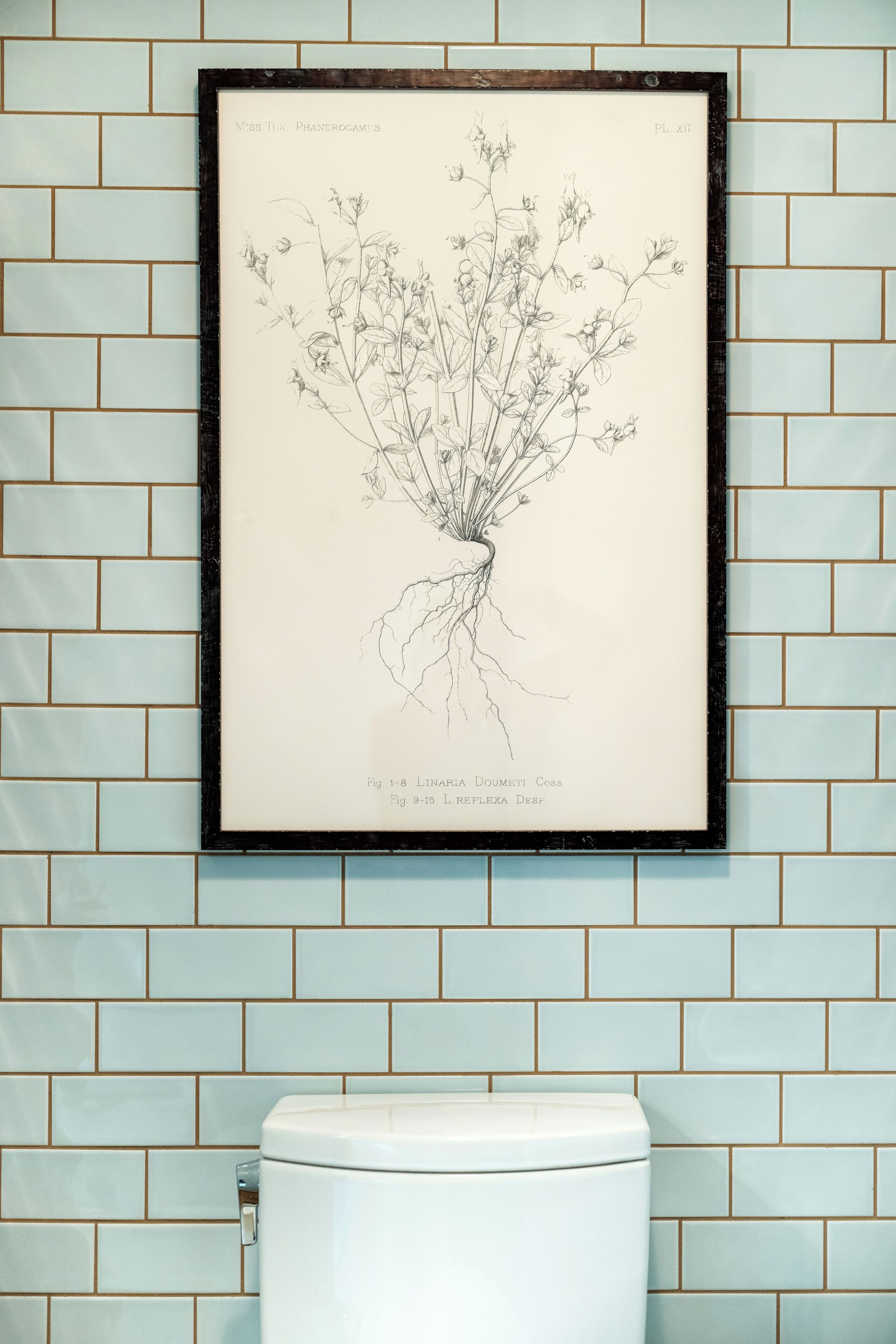 A framed botanical illustration of a plant with roots, labeled 'Fig. 1-8 LINARIA DOUMETT Coss Fig. 9-15 L. REFLEXA DESF.'