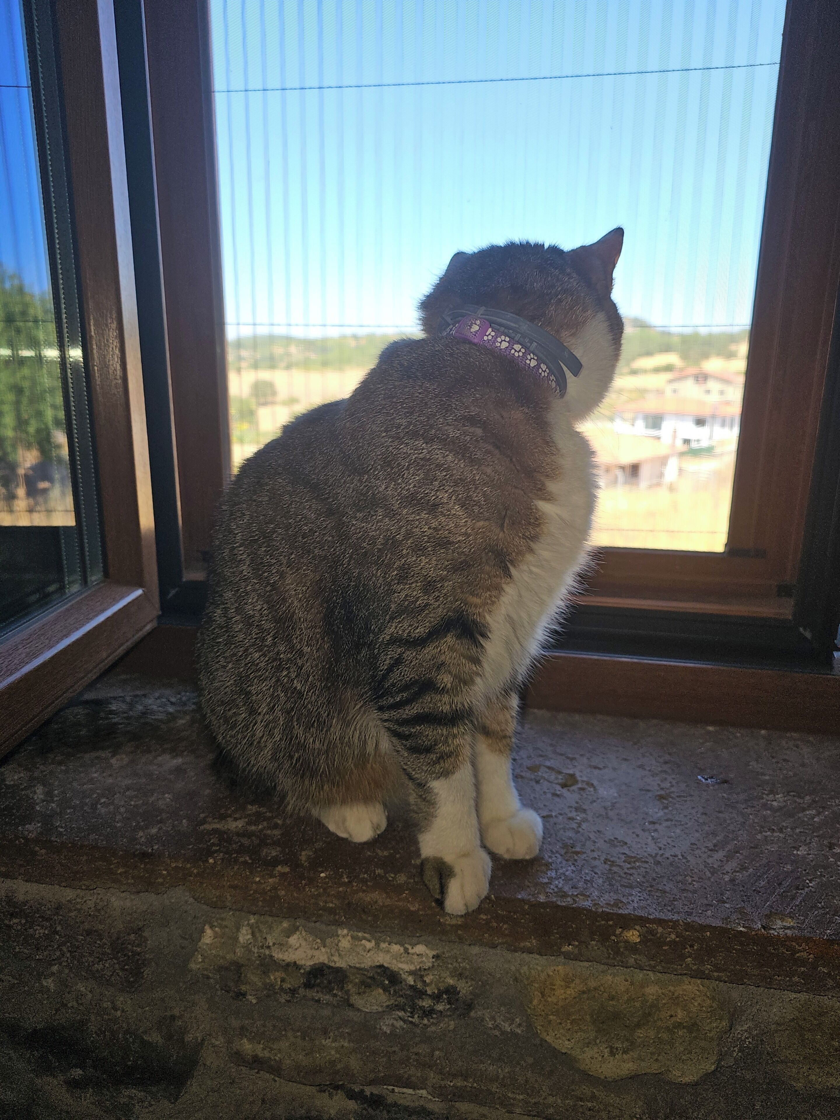 Een kat zit bij een raam met uitzicht op een landelijk gebied.