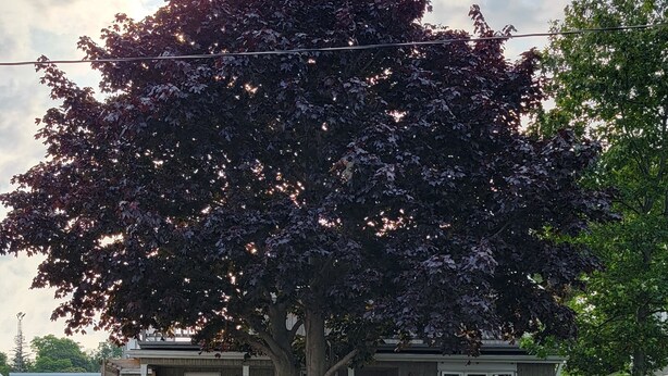 Une maison avec un grand arbre devant, une terrasse en bois et un jardin clos.