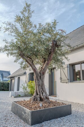 A tree in a planter in front of a modern house. - Stunning, Renovated Family Villa in Le Pouliguen (Le Pouliguen)