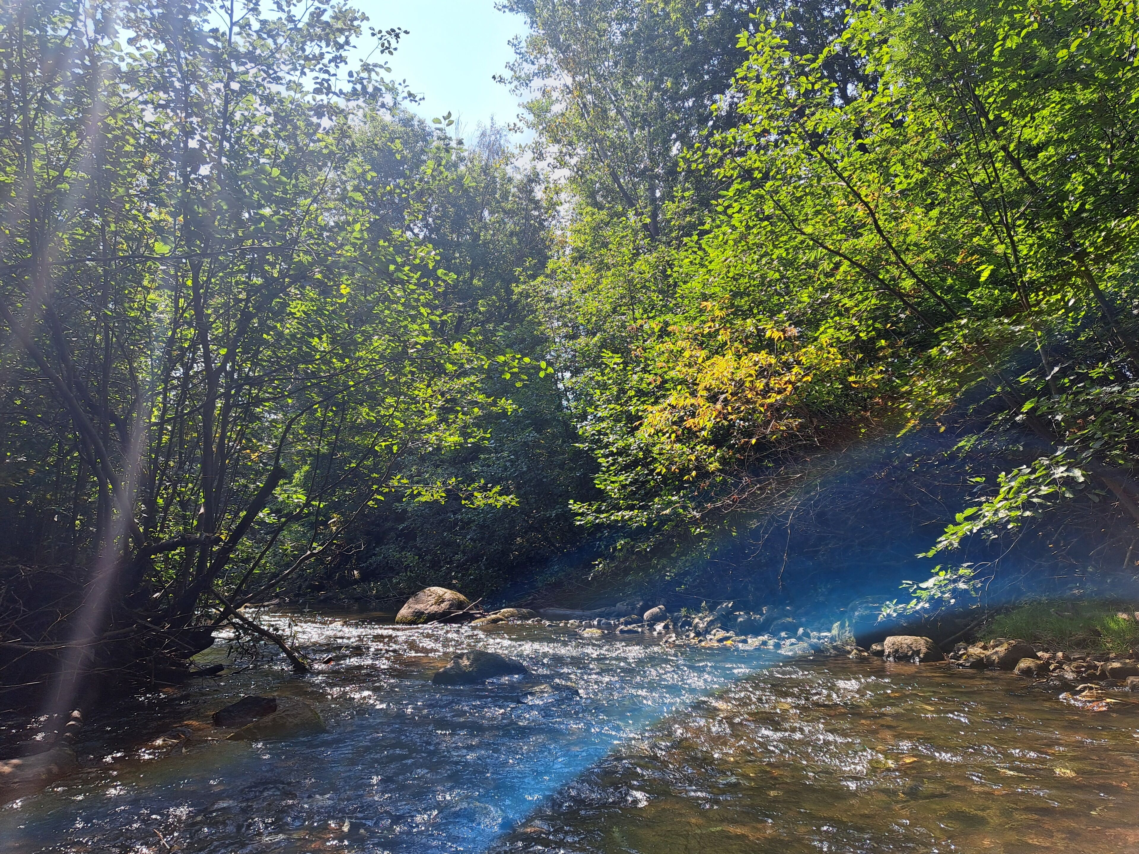 A forest stream with sunlight filtering through trees.