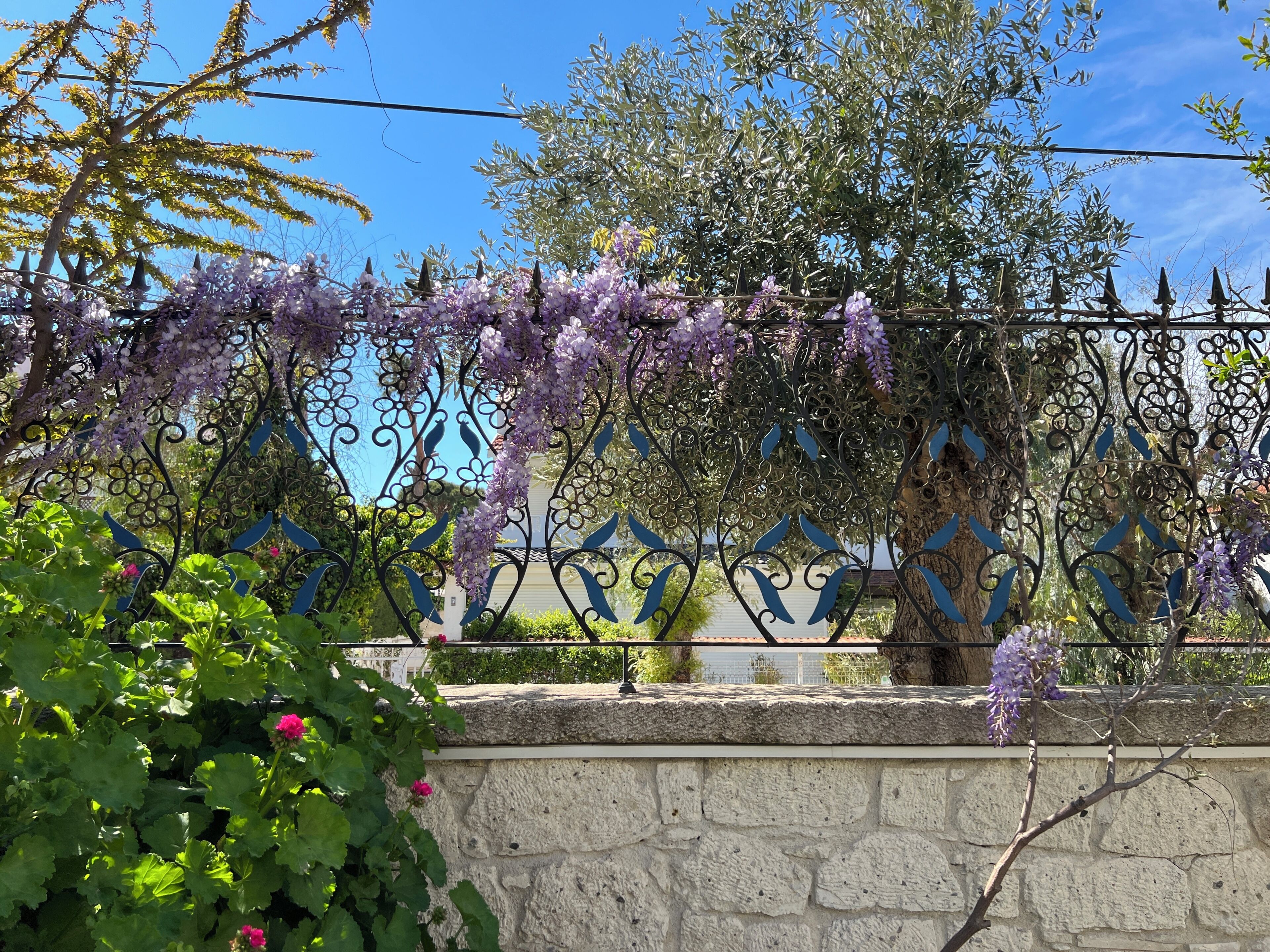A stone wall with a wrought iron fence featuring purple flowering vines.