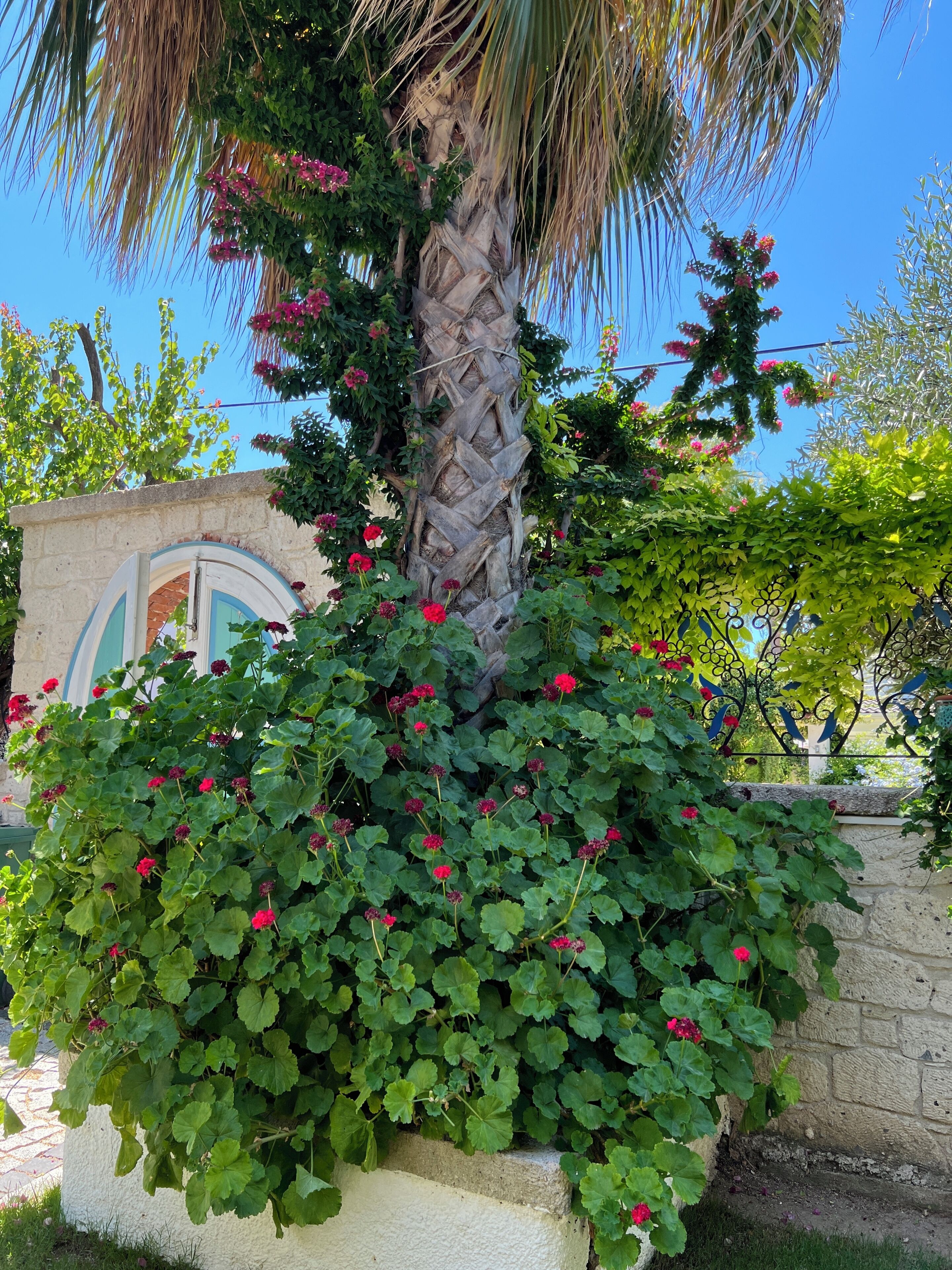 A palm tree with a woven trunk, surrounded by lush green foliage and vibrant red flowers.