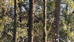 A forested area with tall trees and a wooden bench. - Homosassa Getaway 3/2 (Homosassa)