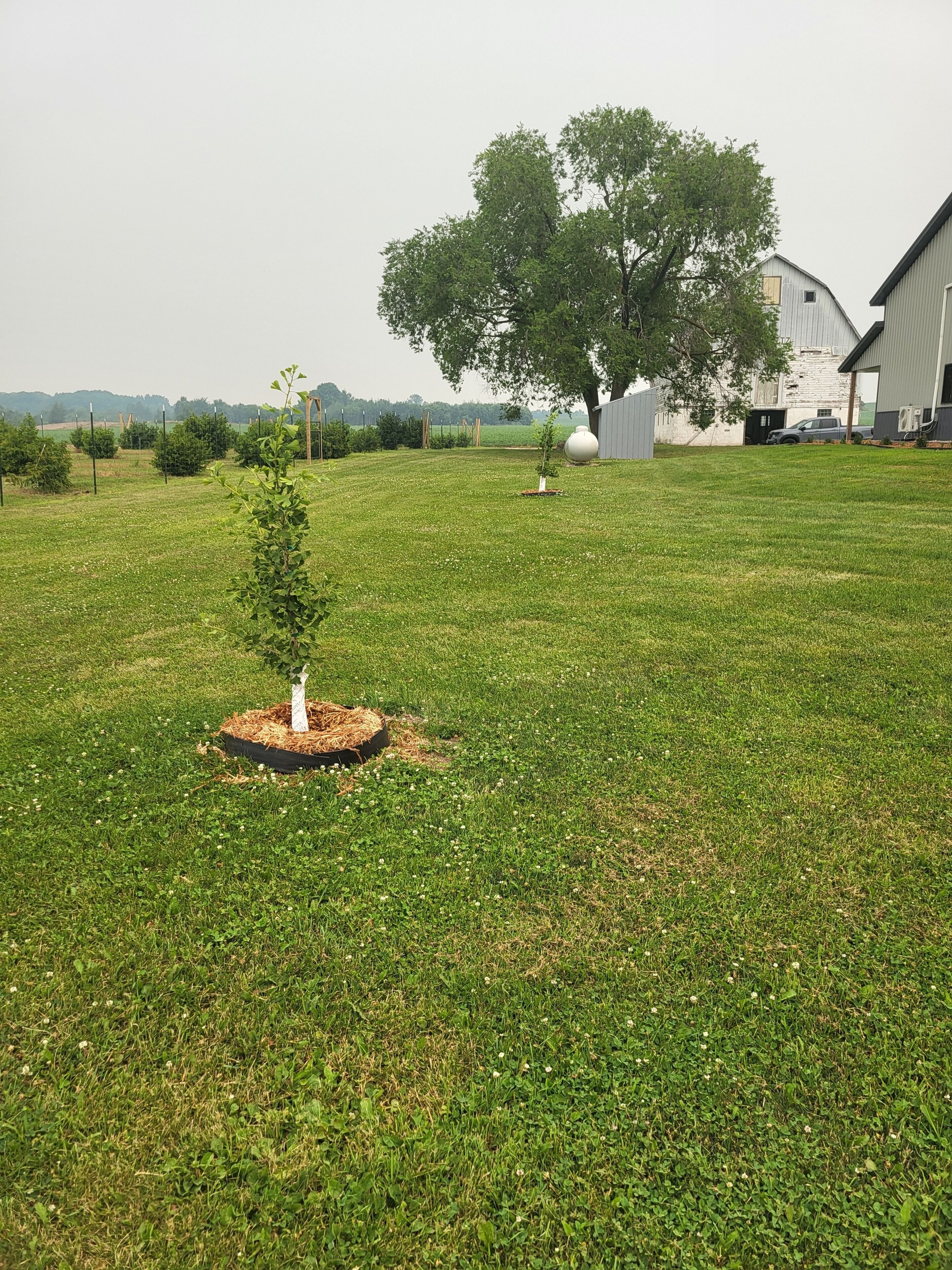 A grassy field with a small tree, a large tree, and a building in the background.