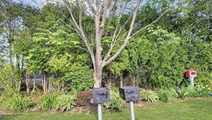 Uma árvore com duas caixas de correio em uma área gramada.