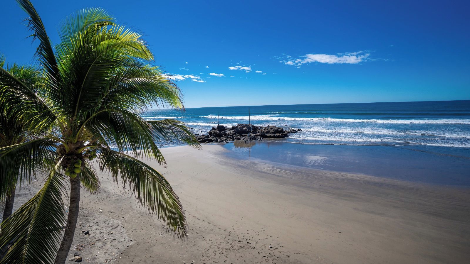 Una playa con una palmera y olas del océano.