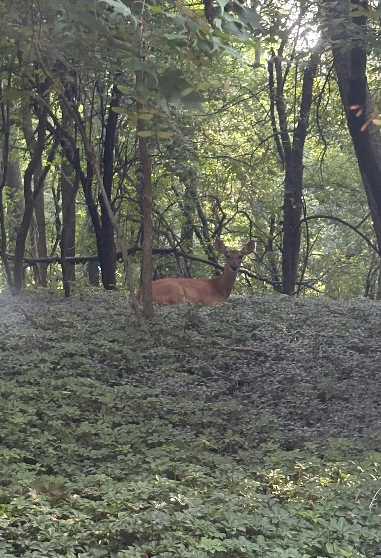 A forested area with dense foliage and a deer in the background.