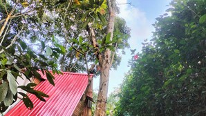 A red corrugated metal structure, possibly a shed or small building, surrounded by dense foliage and trees. - cabaña con baño interno, en el balcón jacuzzi (Quebradanegra)