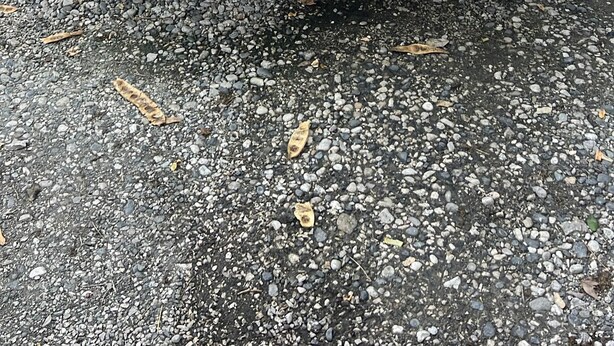Une voiture Nissan blanche est garée sur une surface de gravier.