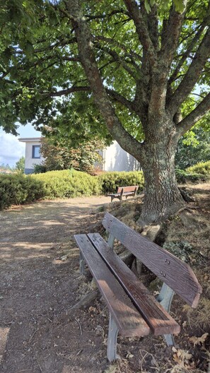 Un banc de parc sous un grand arbre, avec un bâtiment en arrière-plan.