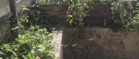 Invernadero con diversas plantas, entre ellas fresas y tomates, y suelo de piedra.