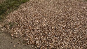 A row of mobile homes with a gravel path in the foreground. - Billing Aquadrome 2-bed Caravan, Sleeps 6, Parking (Northampton)