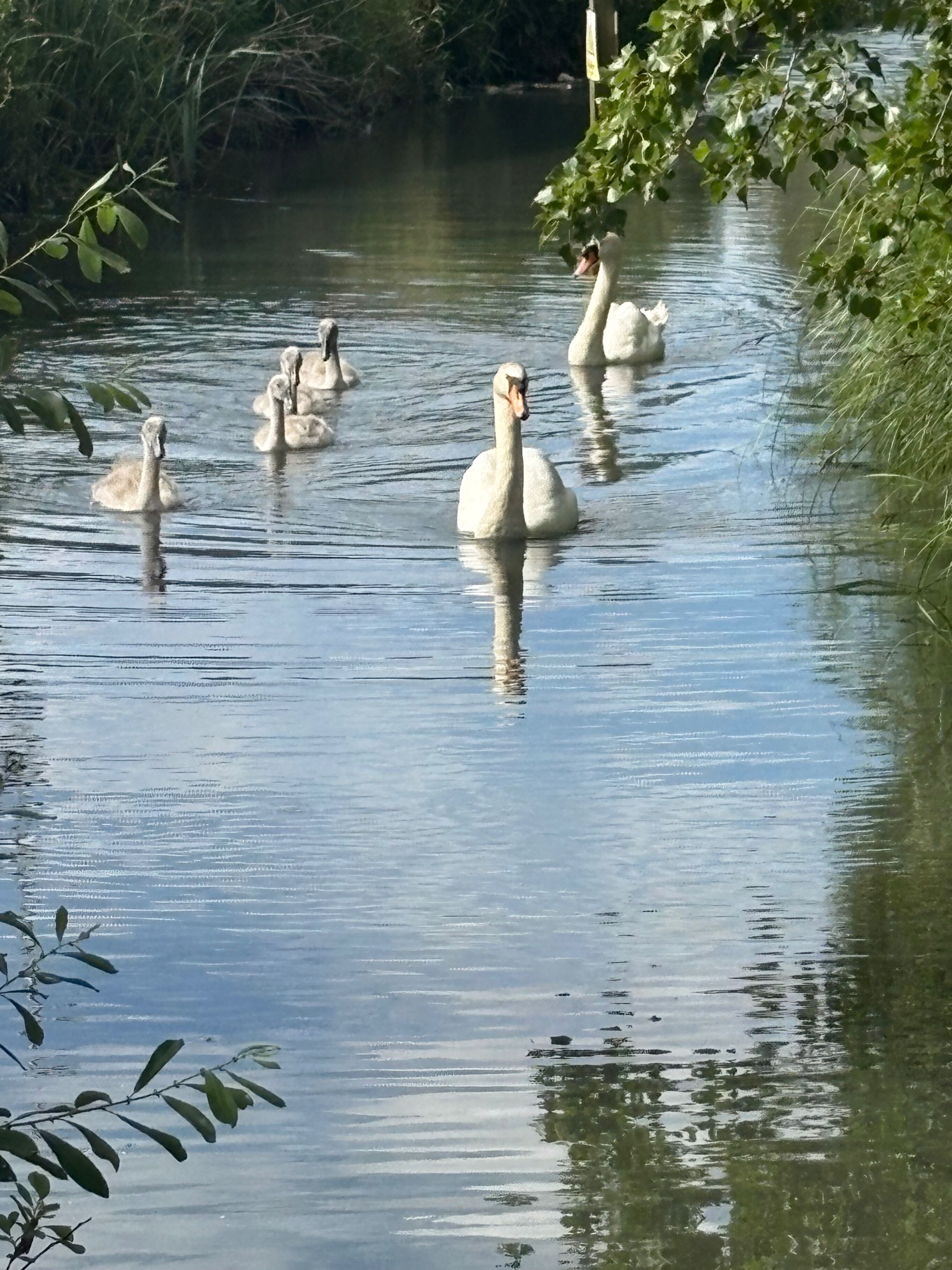 Un groupe de cygnes nage dans une étendue d’eau calme, entourée de verdure.