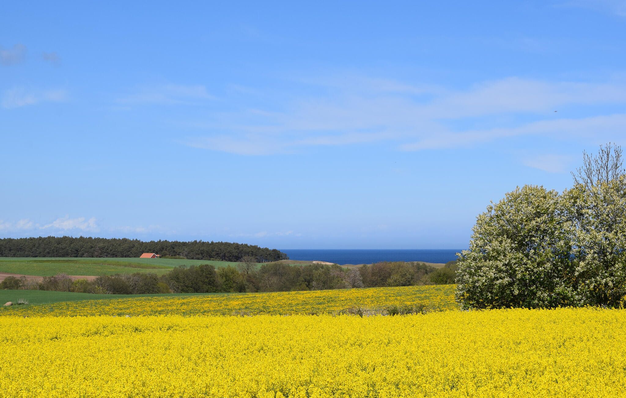 A field of yellow flowers with a clear sky and a distant view of the sea.