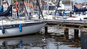 Ein Yachthafen mit vor Anker liegenden Booten, eine Mole und ein Vogel, der im Wasser schwimmt.