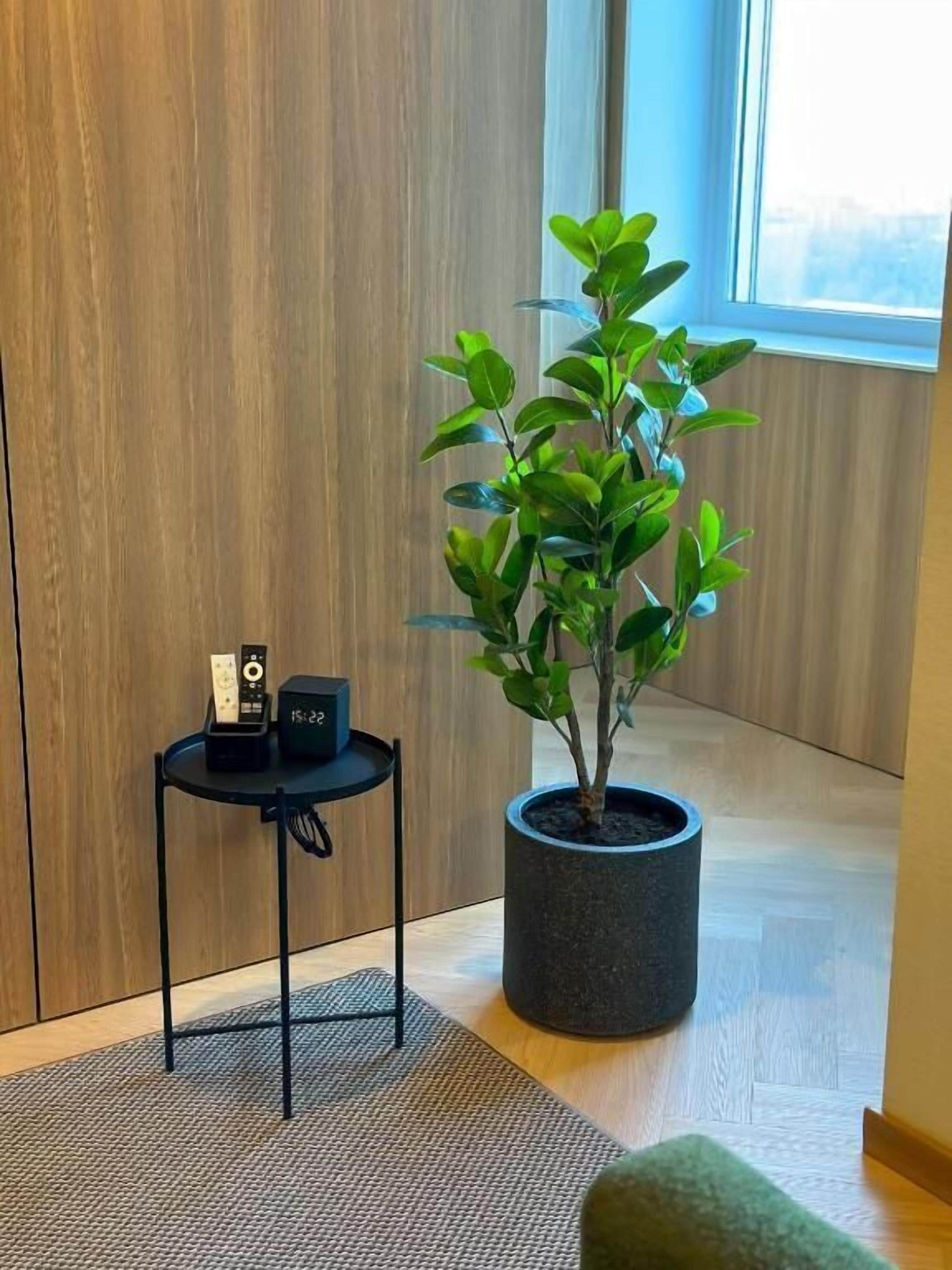 Una planta en maceta sobre una mesa negra, junto a una ventana con vistas al exterior.